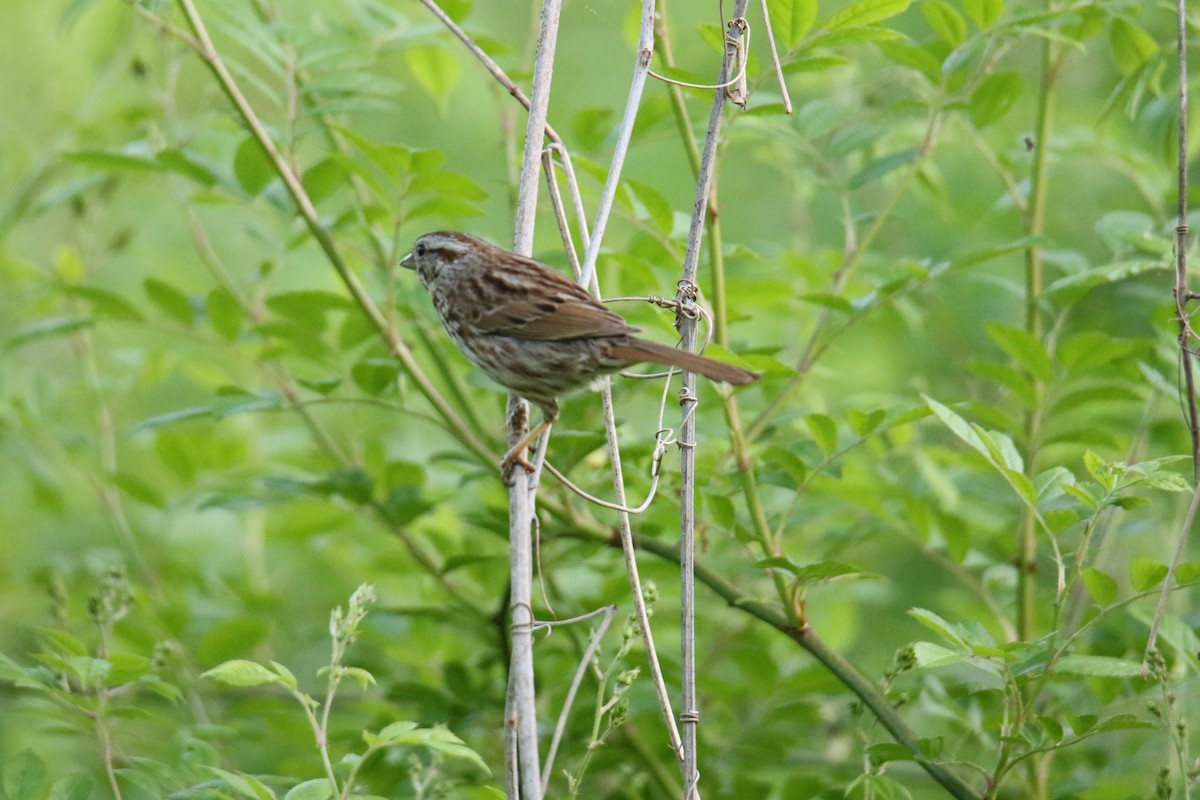 Song Sparrow - ML619897567