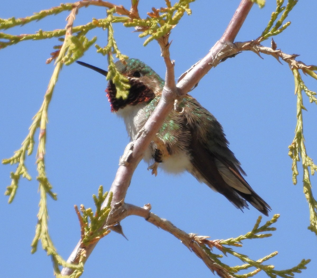 Broad-tailed Hummingbird - ML619897587