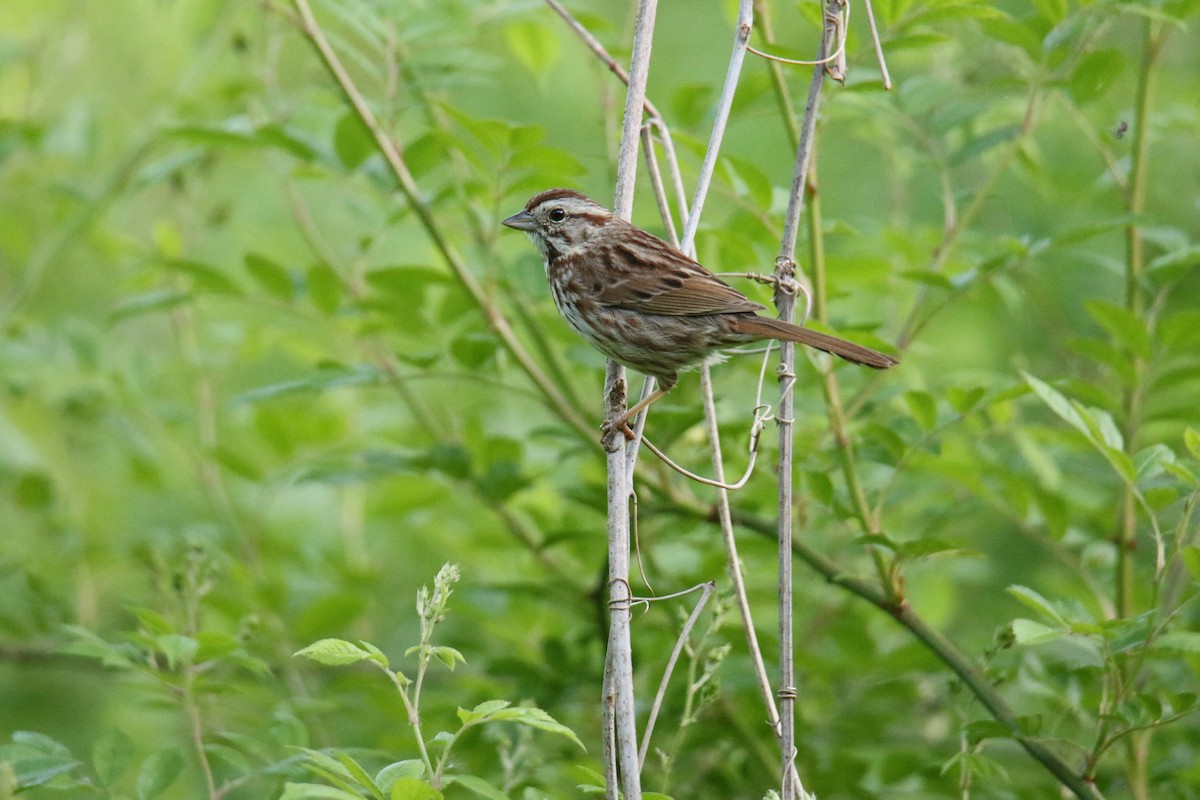 Song Sparrow - ML619897591