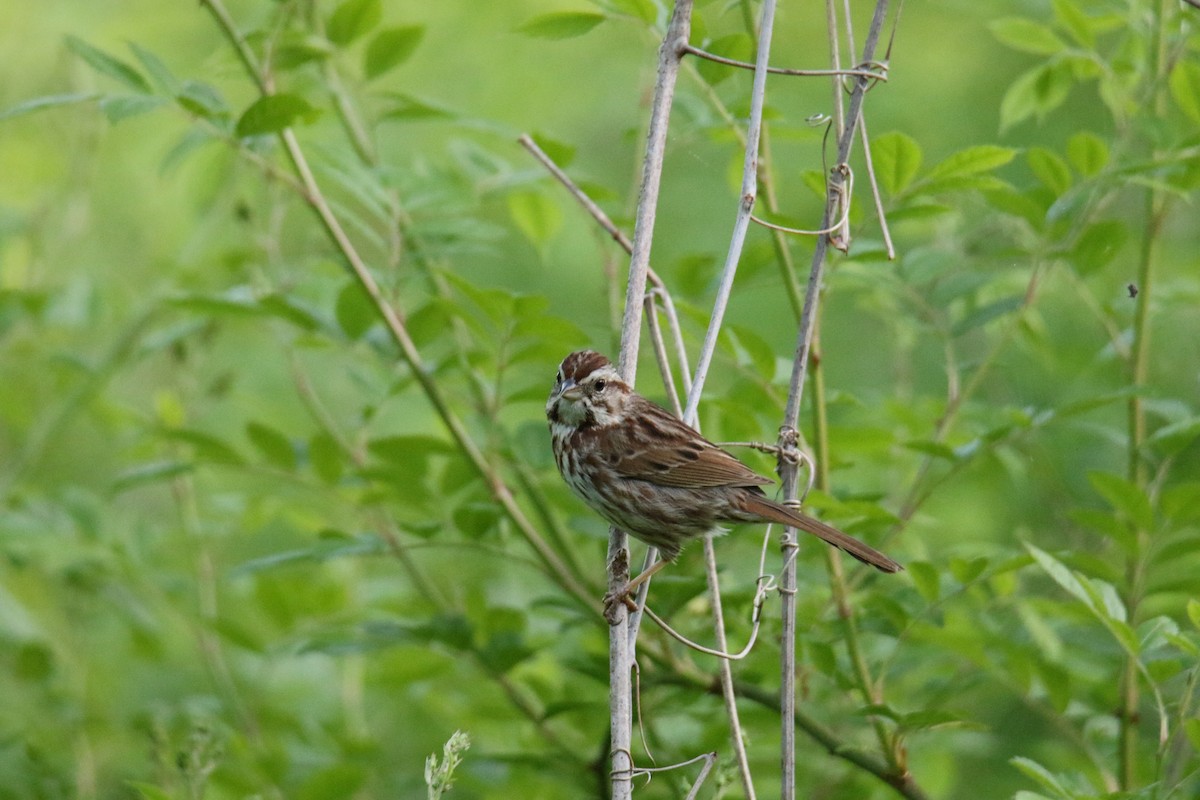 Song Sparrow - ML619897592