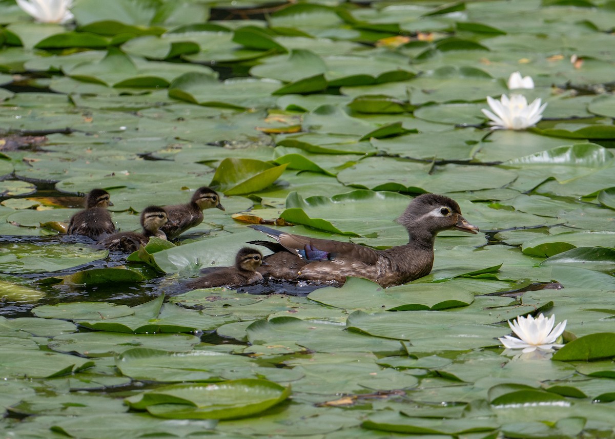 Wood Duck - ML619897598