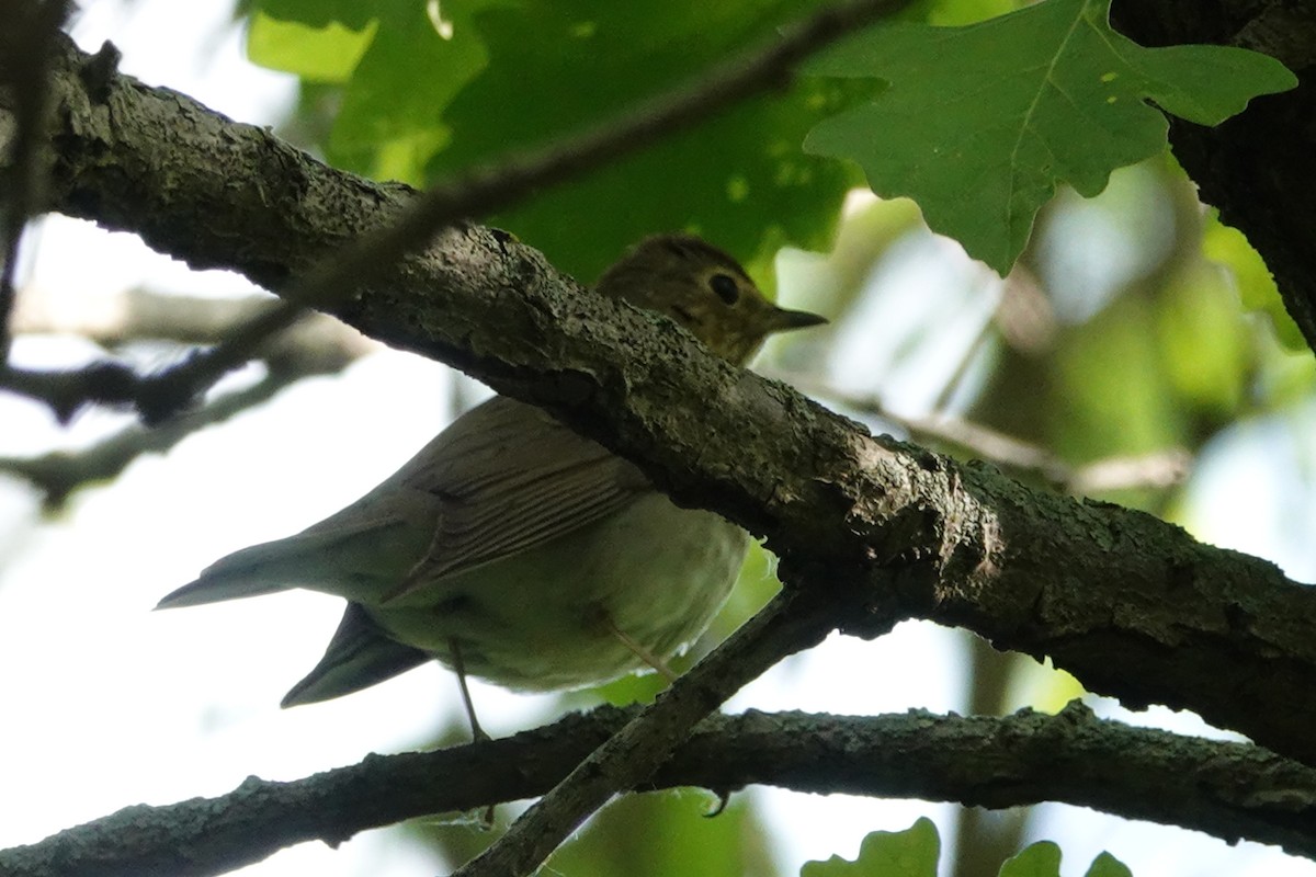 Swainson's Thrush - ML619897608