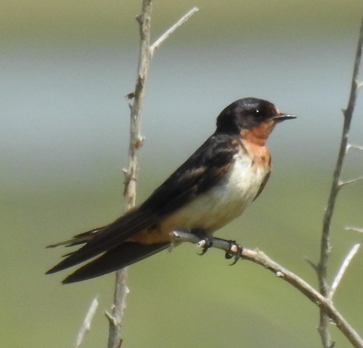 Barn Swallow - ML619897609