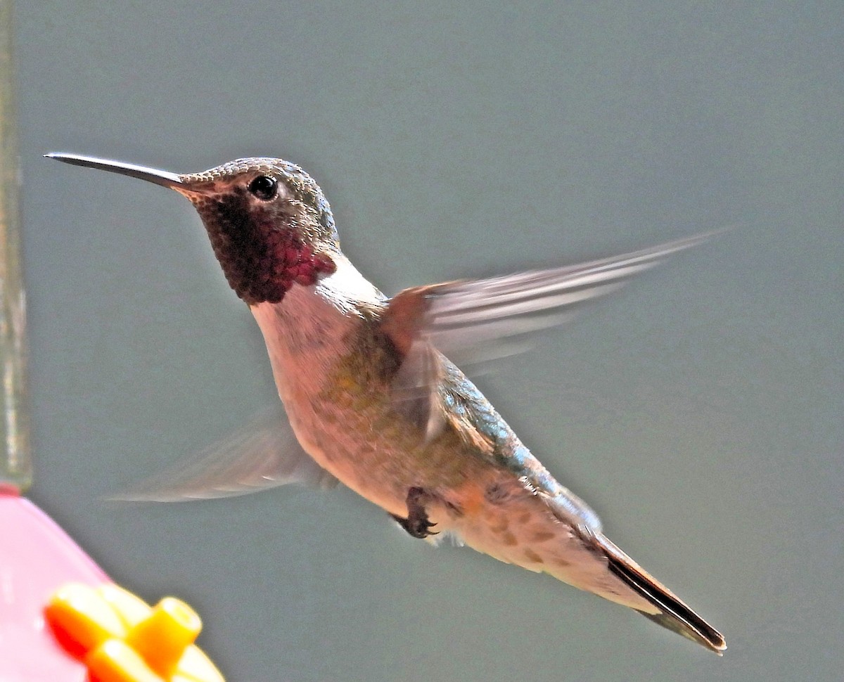 Broad-tailed Hummingbird - ML619897619