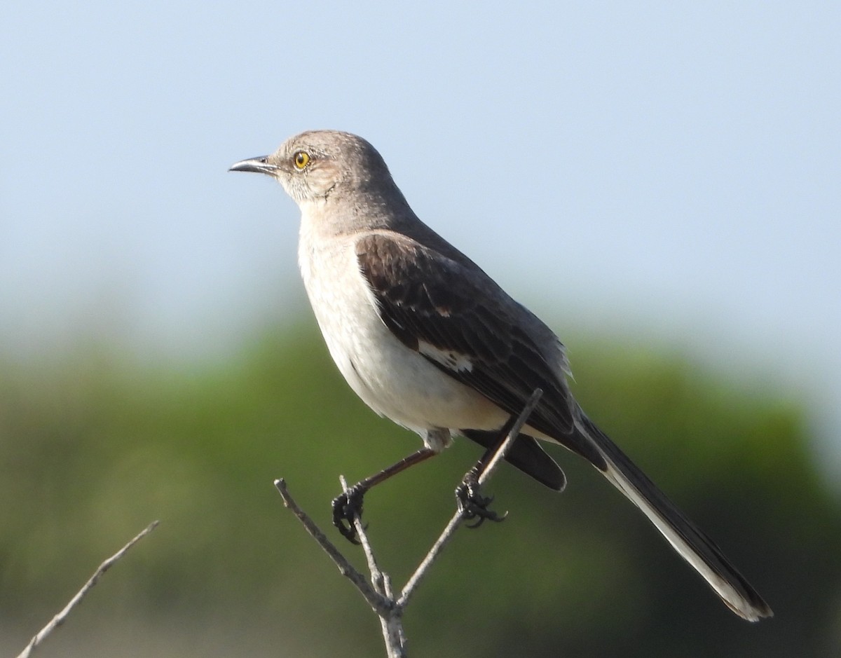 Northern Mockingbird - ML619897624