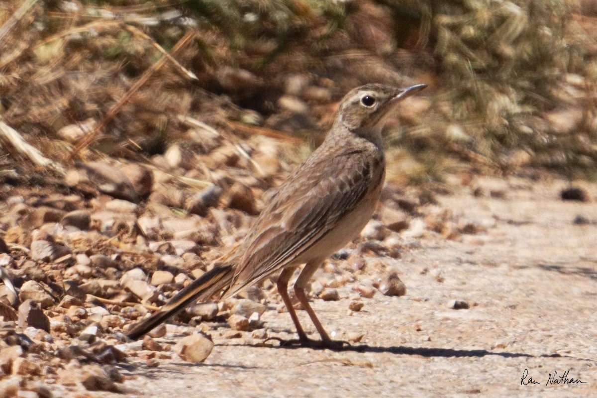 Long-billed Pipit - ML619897631