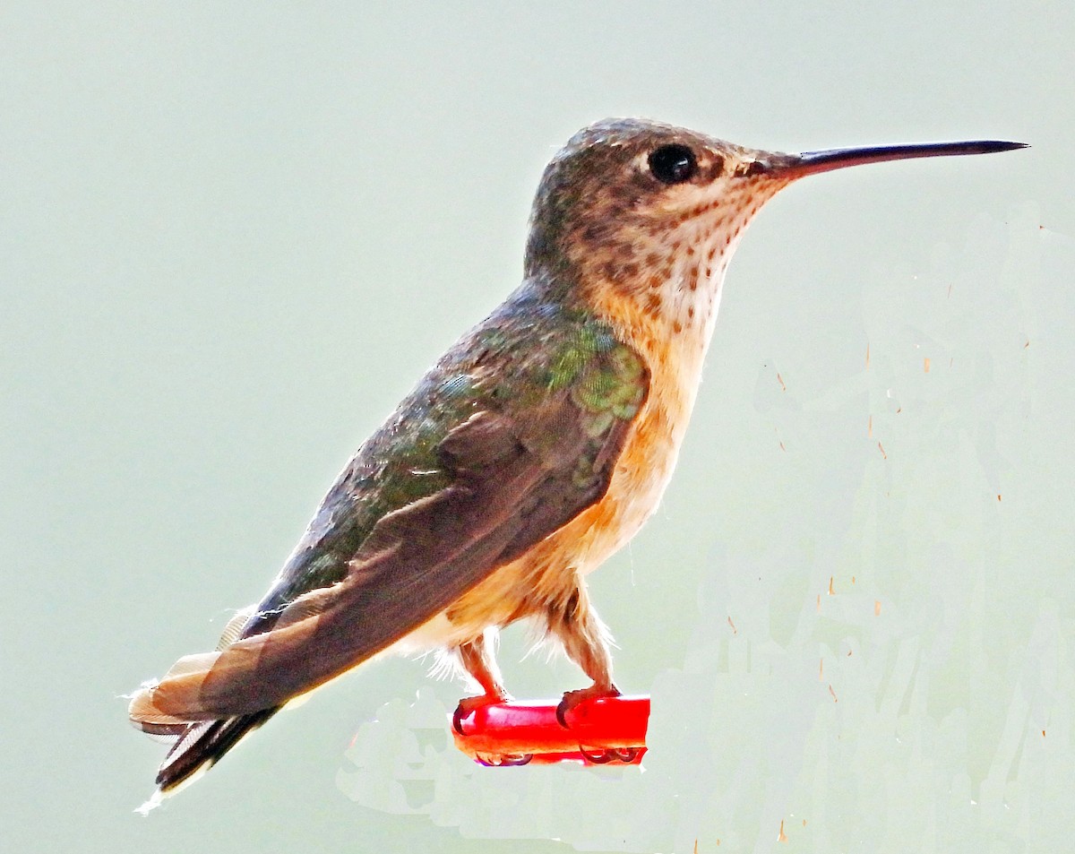 Calliope Hummingbird - ML619897632