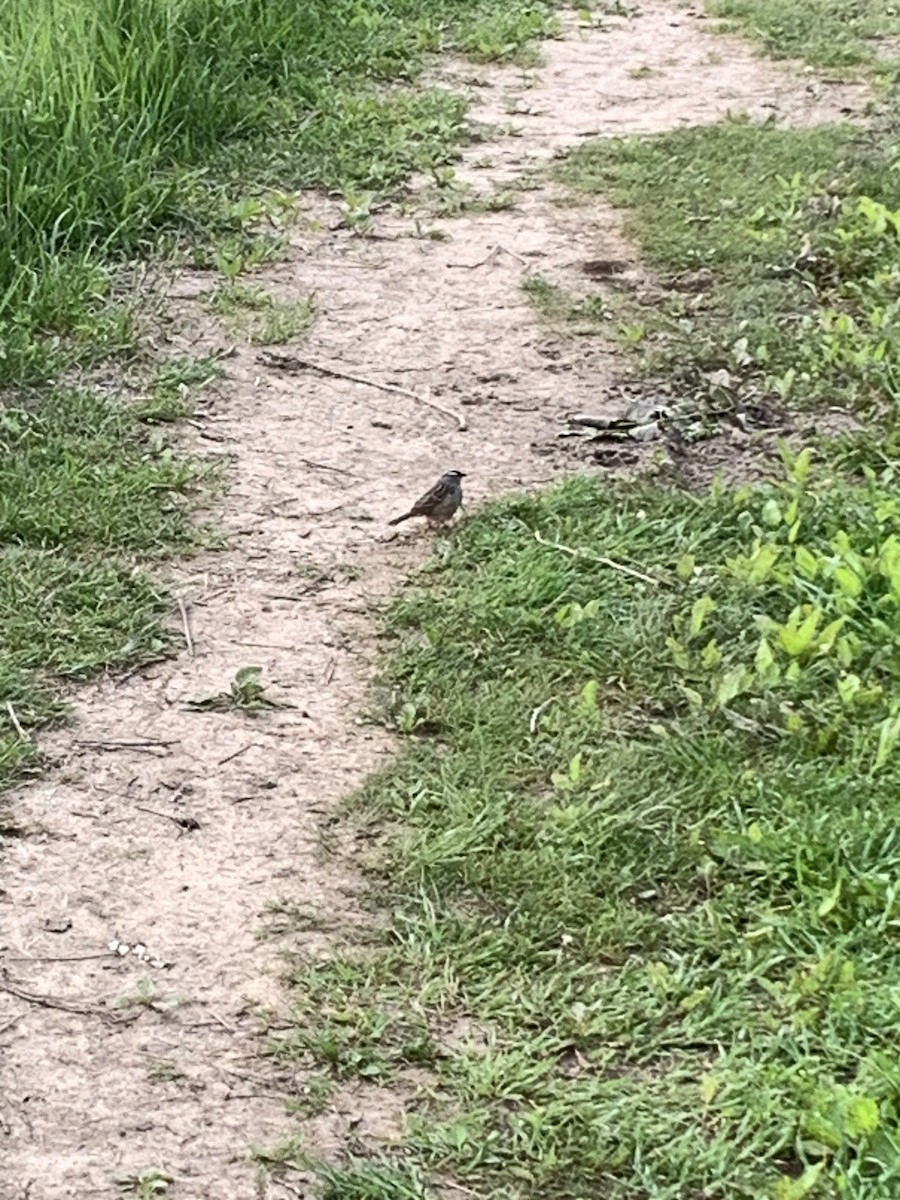 White-crowned Sparrow - ML619897636