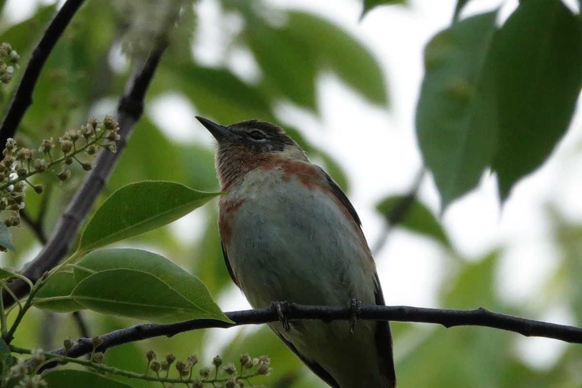 Bay-breasted Warbler - ML619897650