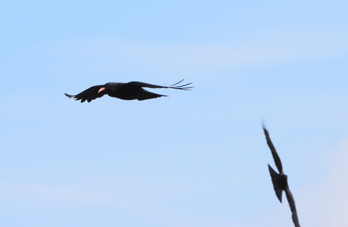 Red-billed Chough - ML619897658