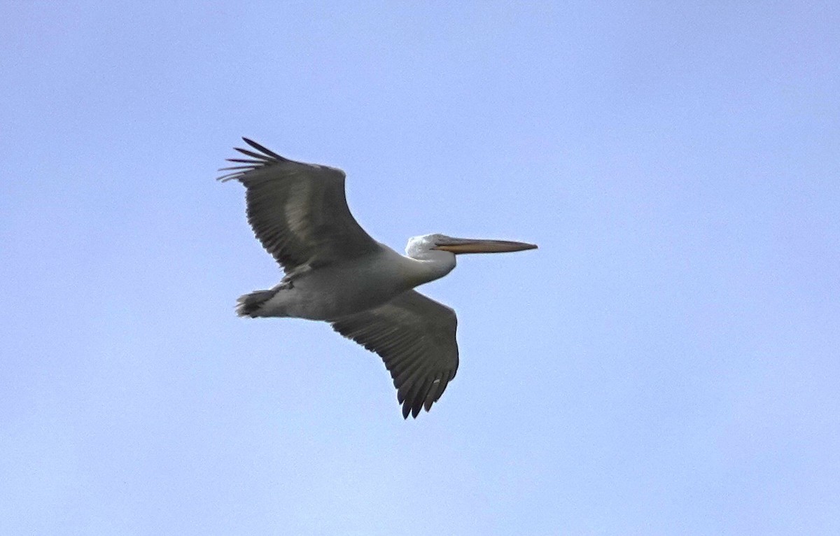 Кудрявый пеликан - ML619897670