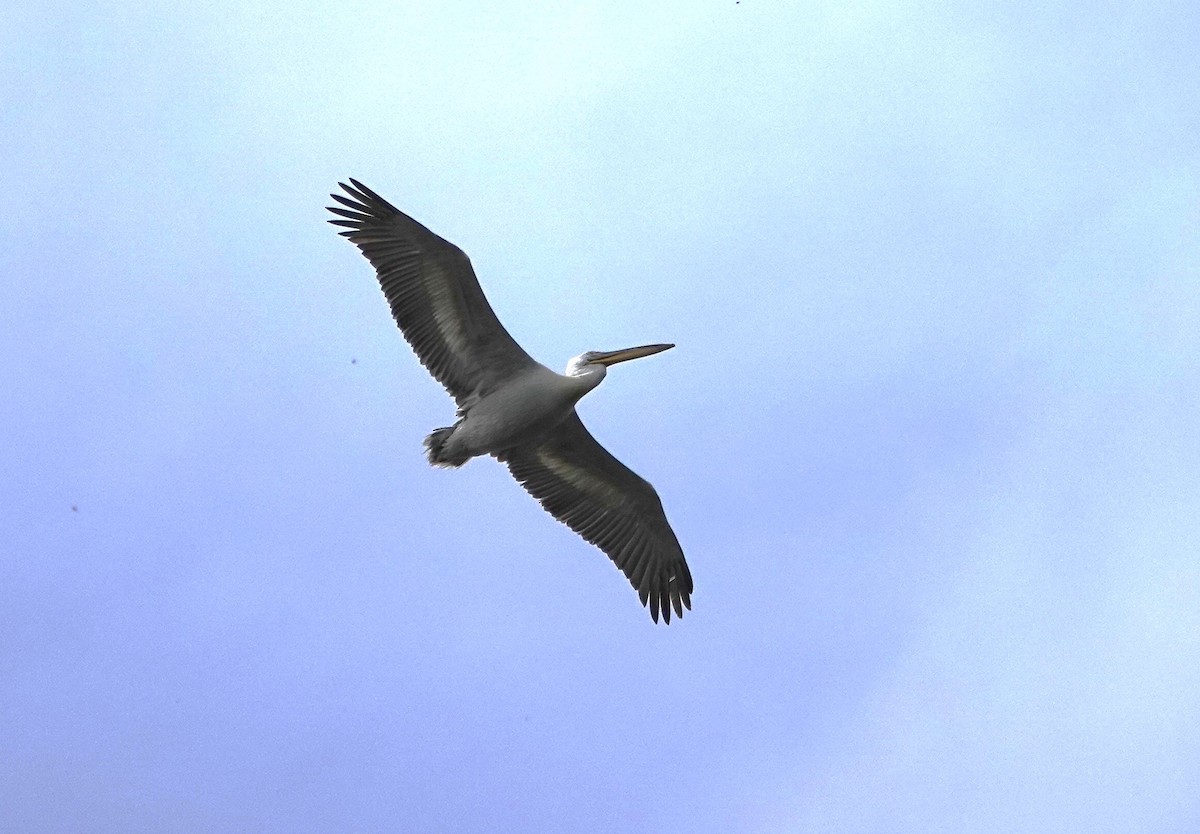 Кудрявый пеликан - ML619897671