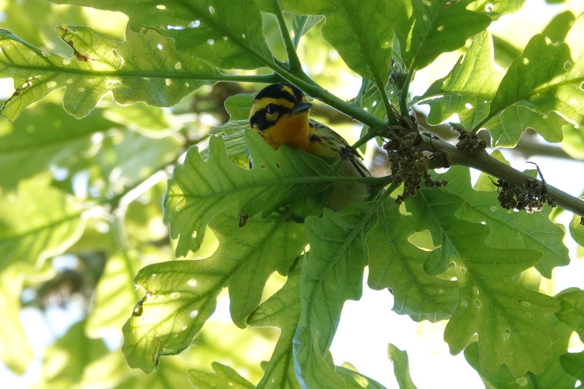 Blackburnian Warbler - ML619897680