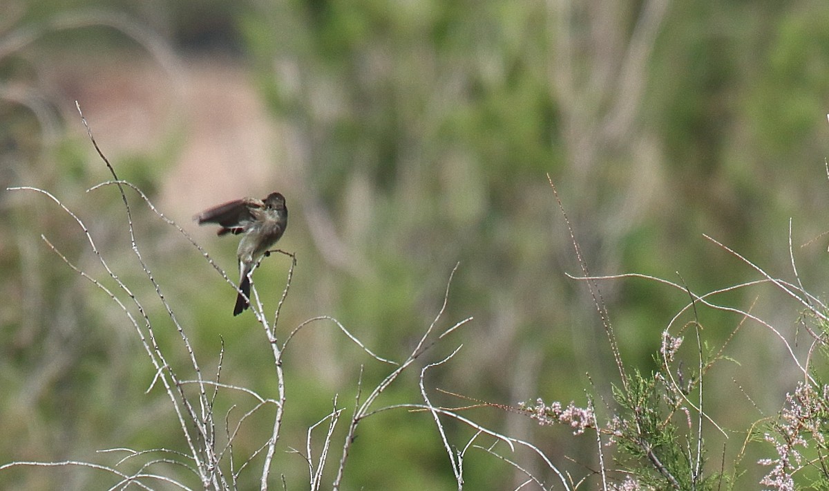 Western Wood-Pewee - ML619897681