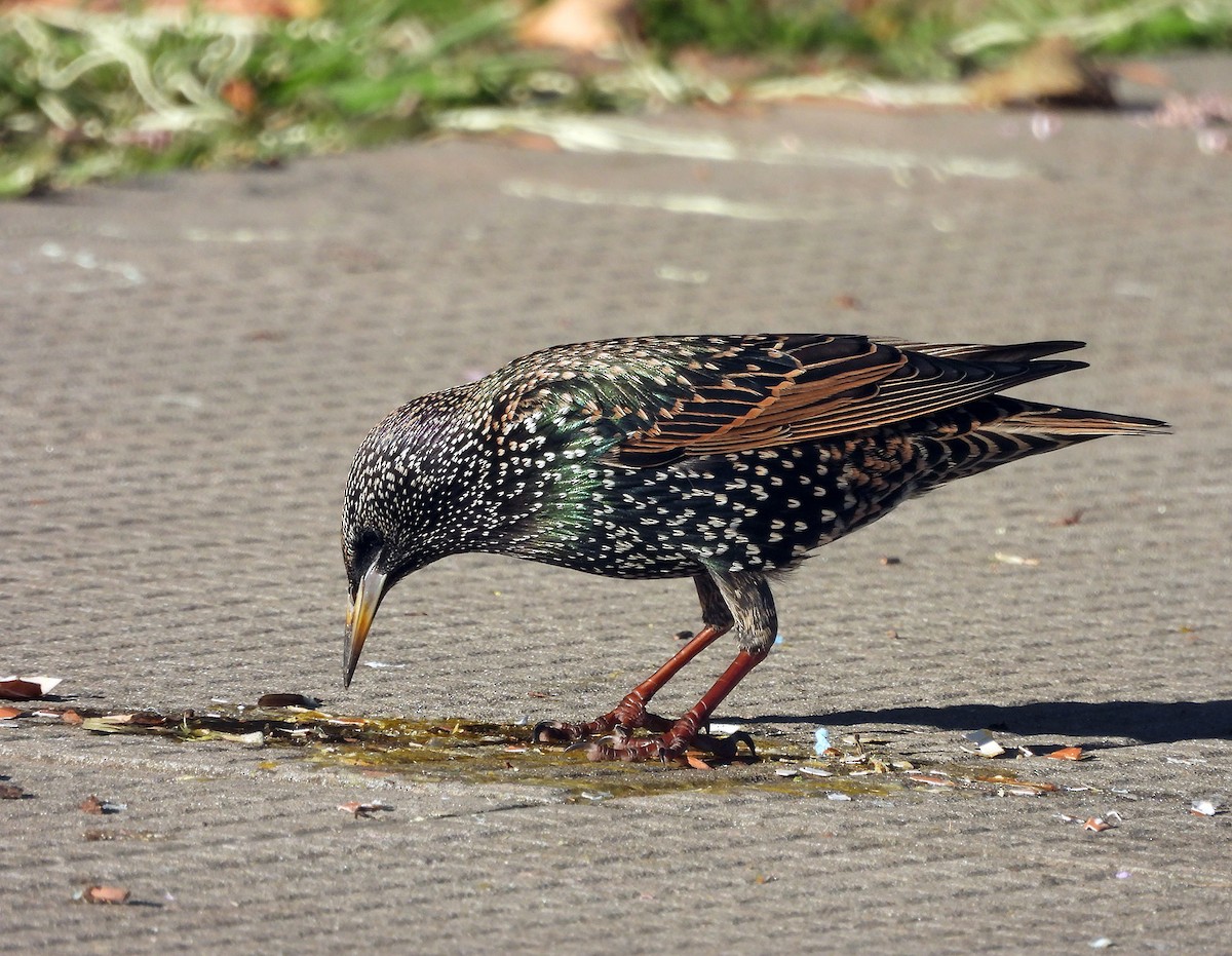 European Starling - ML619897702