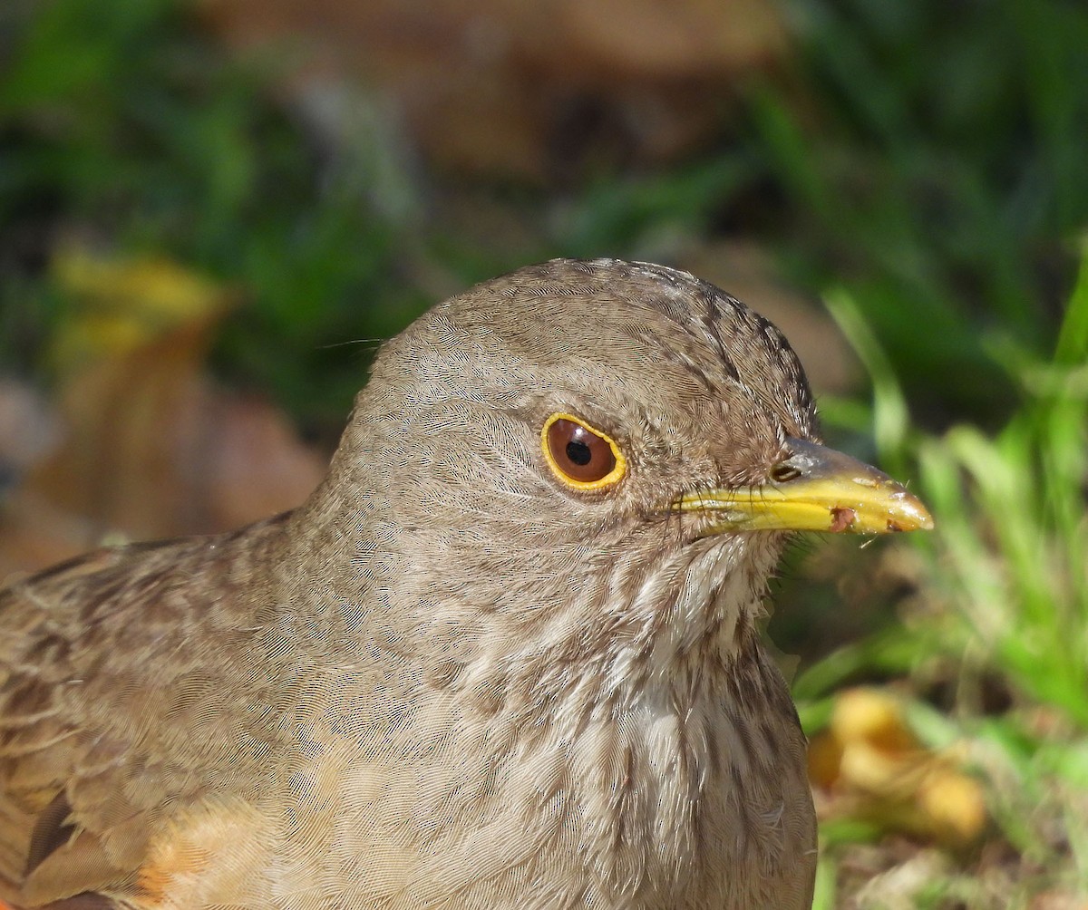 Rufous-bellied Thrush - ML619897710