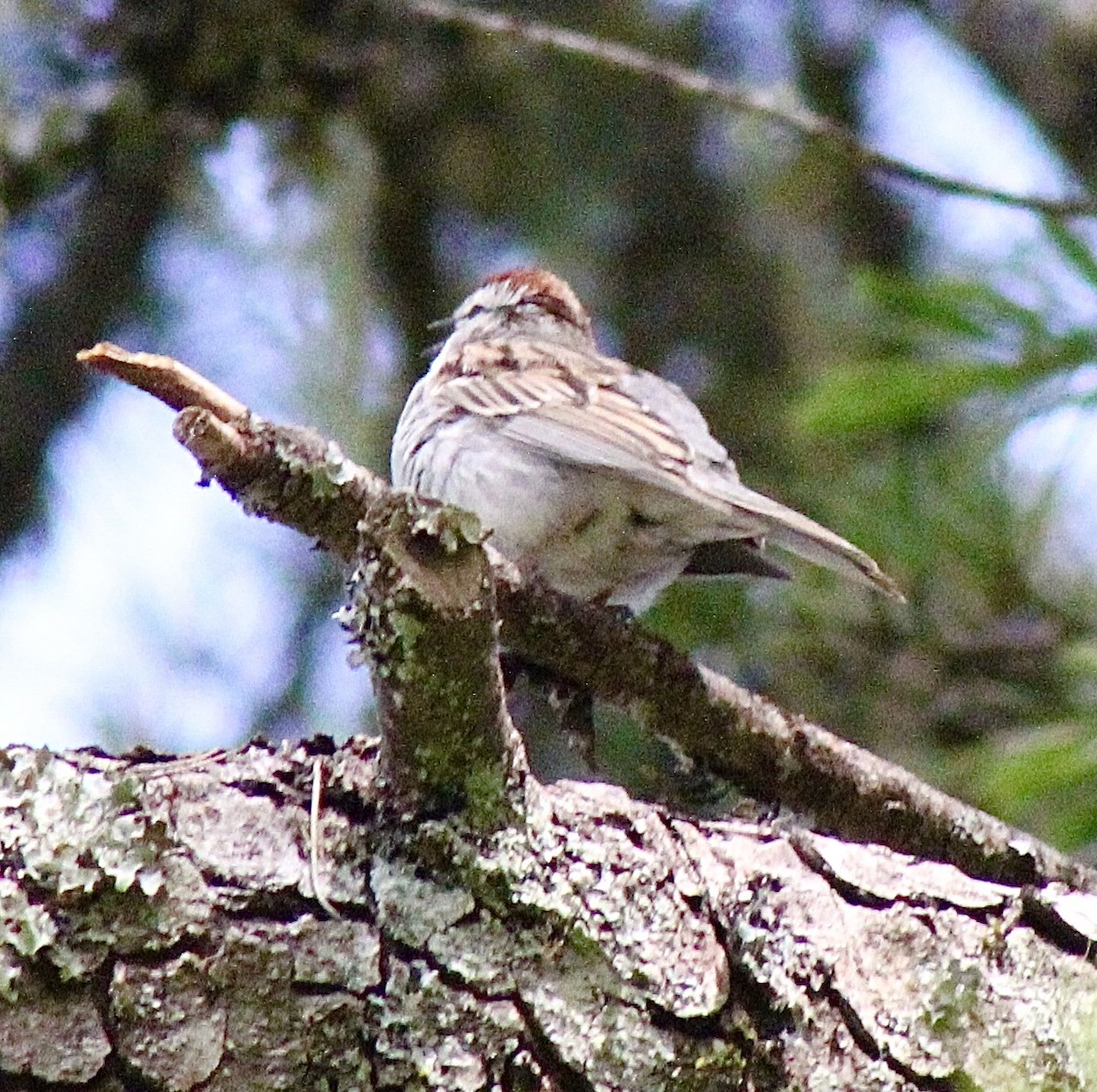 Chipping Sparrow - ML619897712