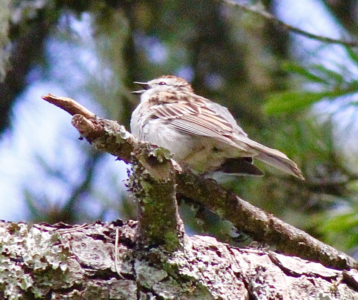 Chipping Sparrow - ML619897713