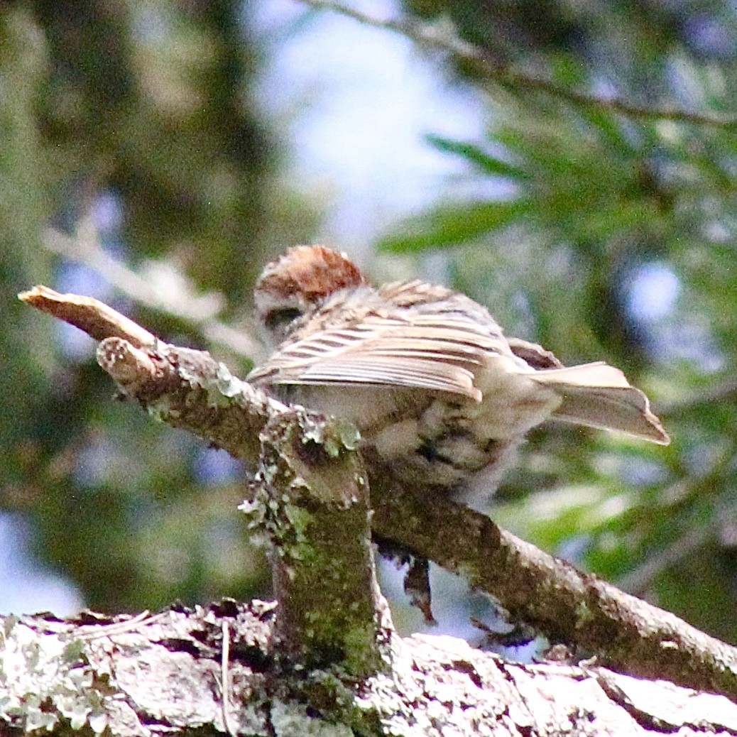 Chipping Sparrow - ML619897714
