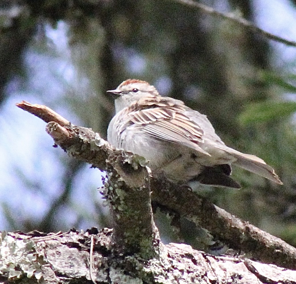 Chipping Sparrow - ML619897715