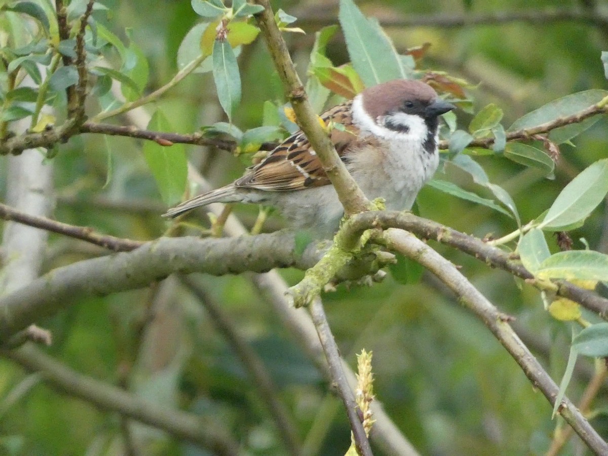 Eurasian Tree Sparrow - ML619897718