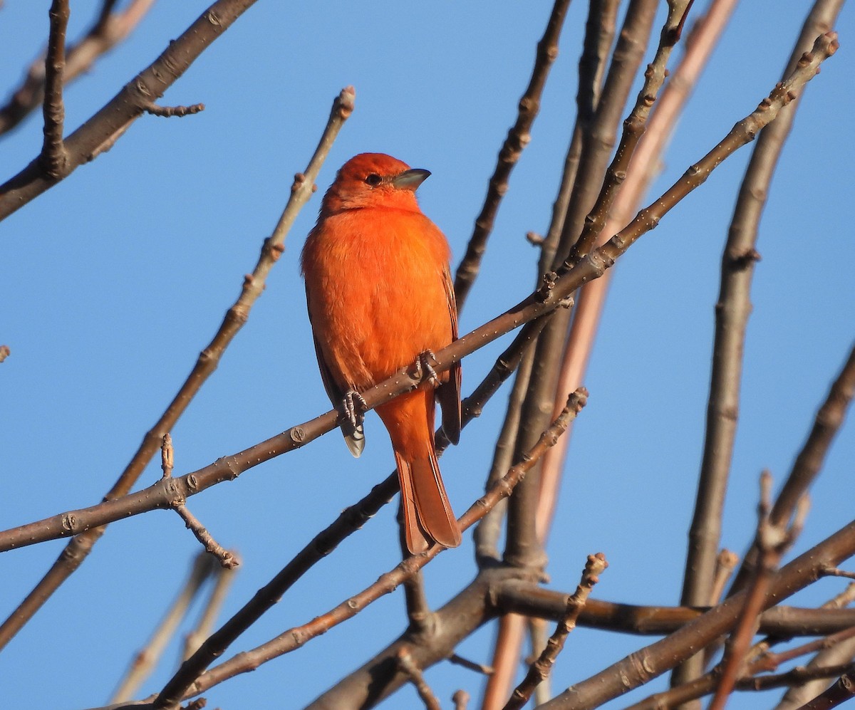 Hepatic Tanager - ML619897729