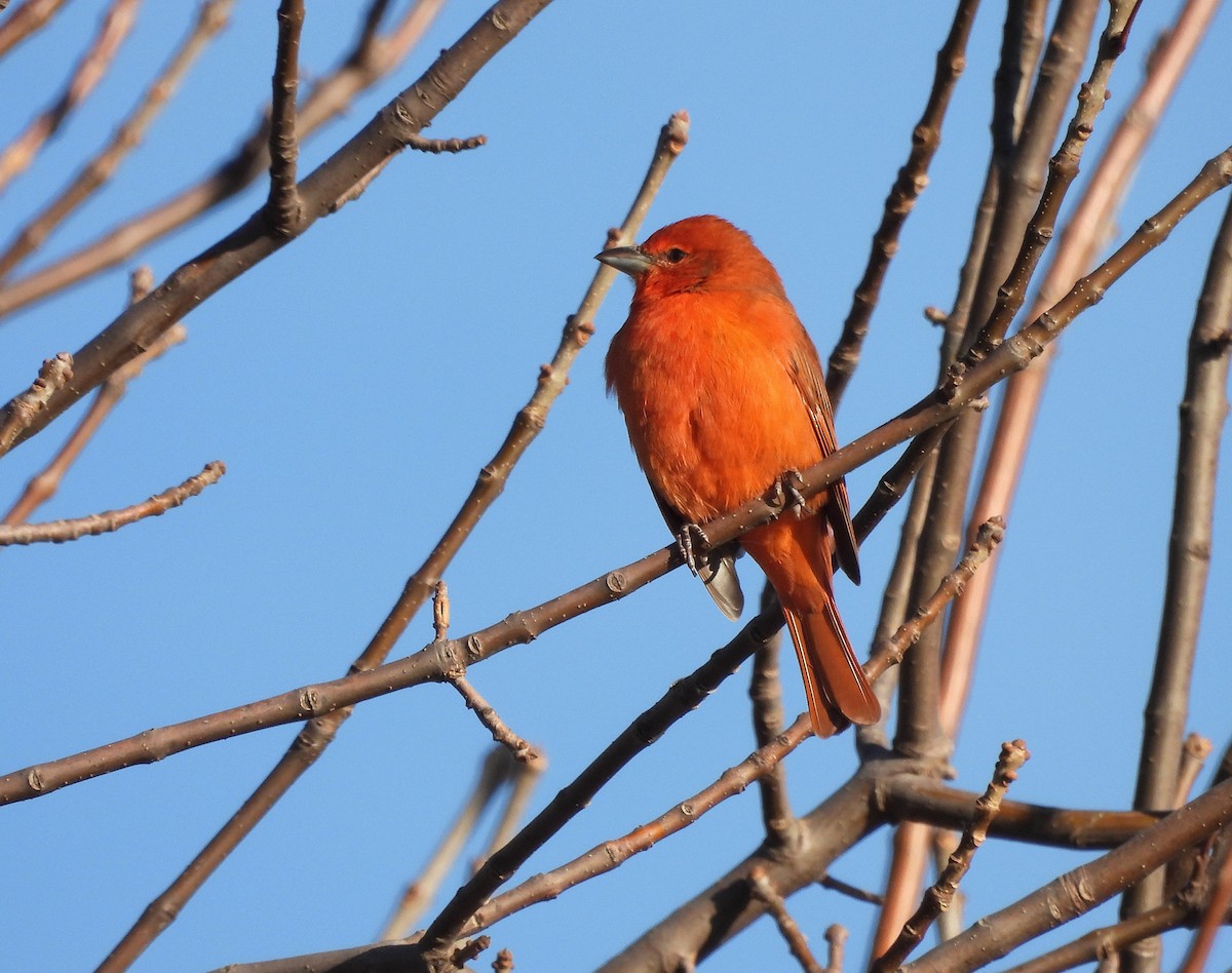 Hepatic Tanager - ML619897730