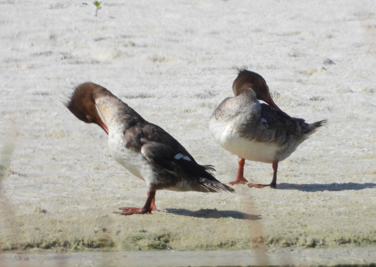 Red-breasted Merganser - ML619897740