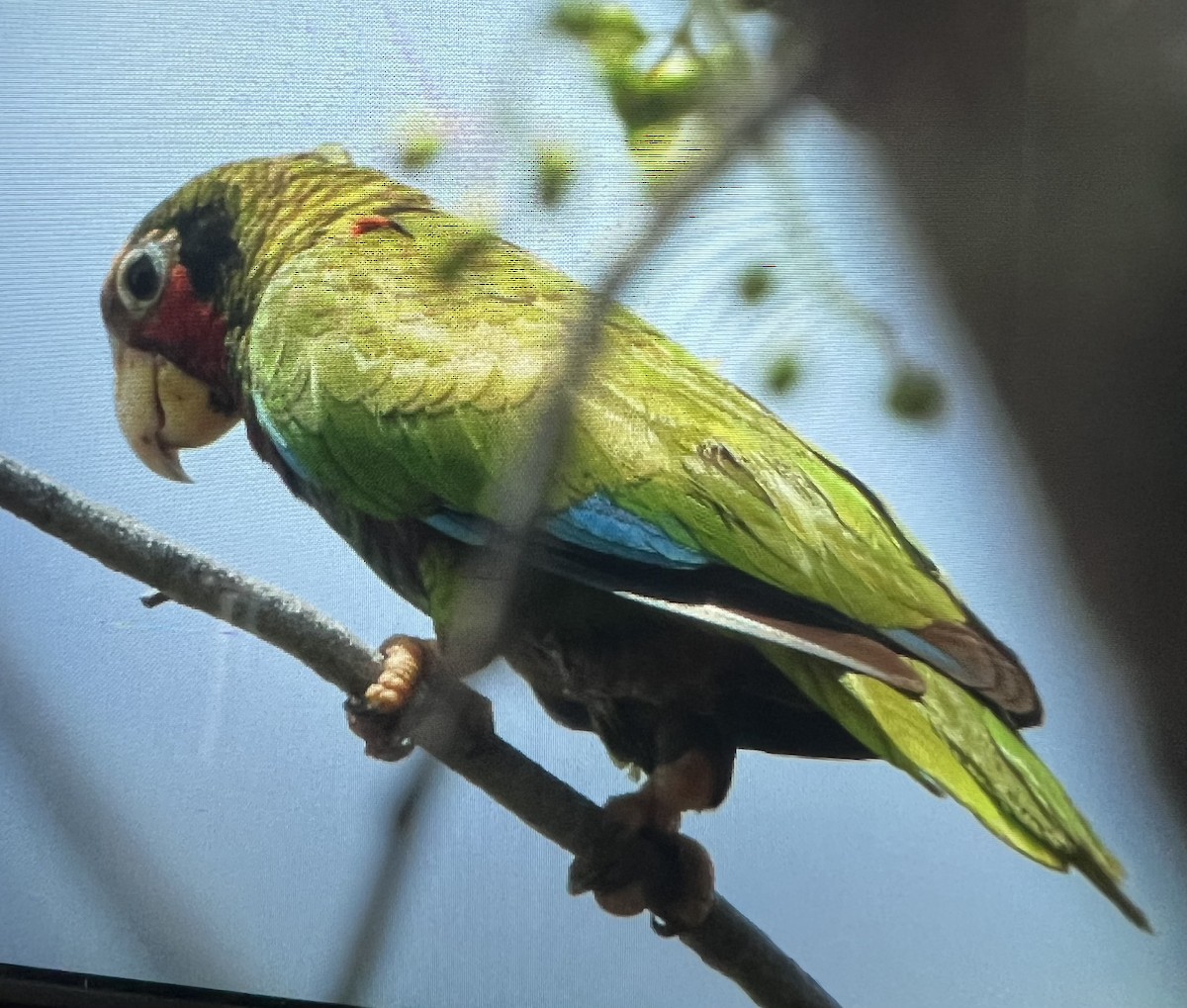 Cuban Parrot - ML619897756