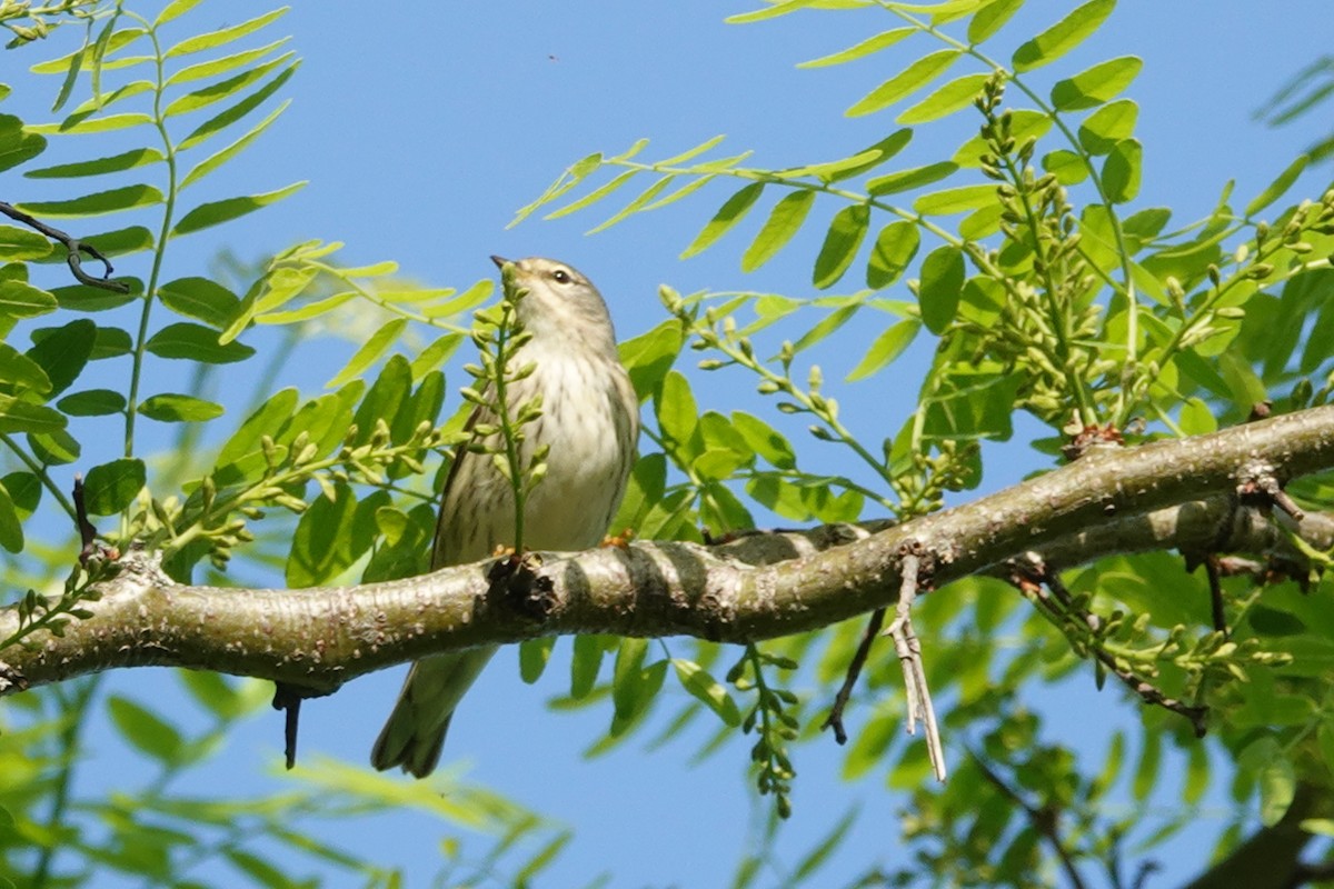 Magnolia Warbler - ML619897759