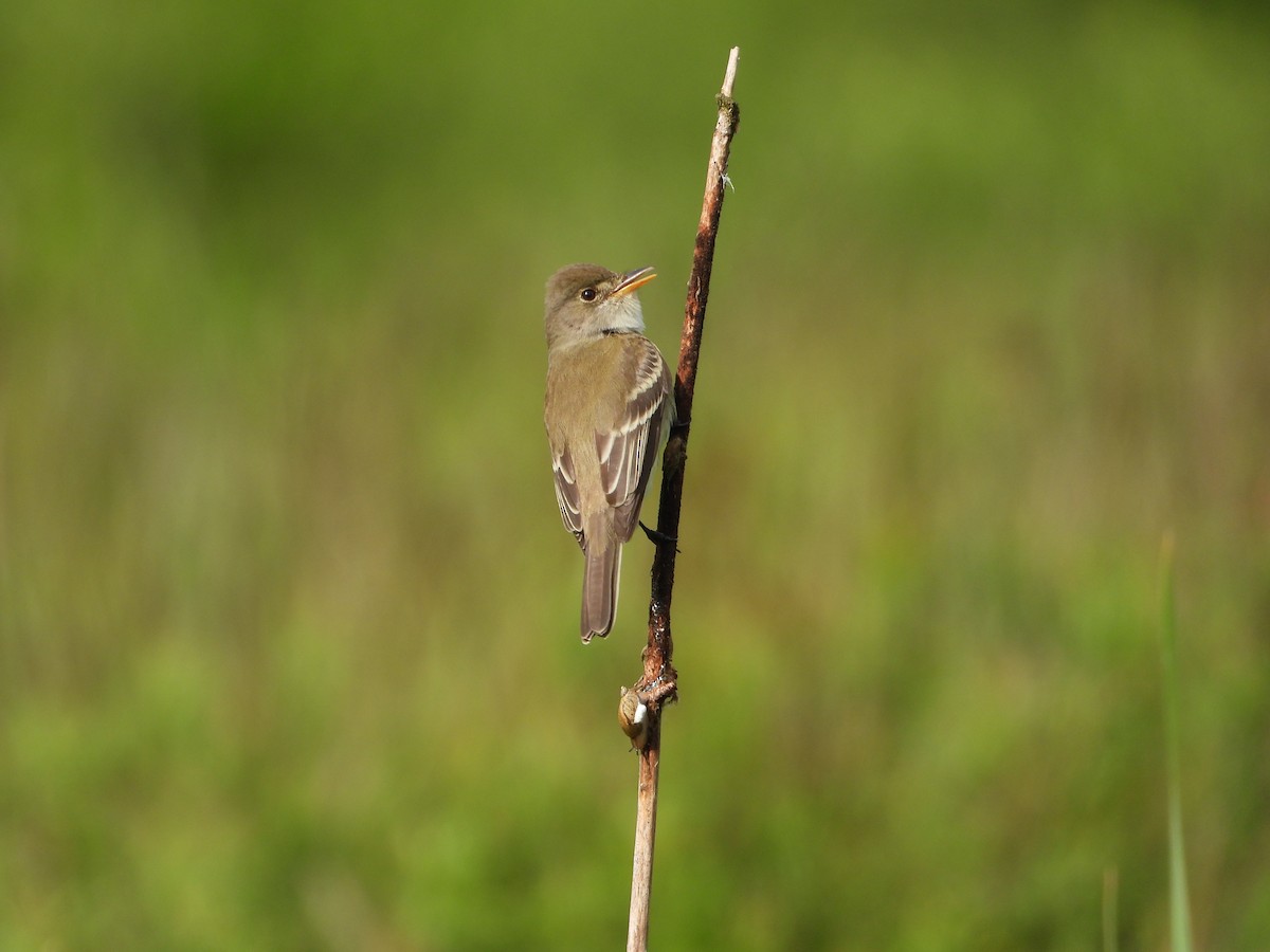 Willow Flycatcher - ML619897774