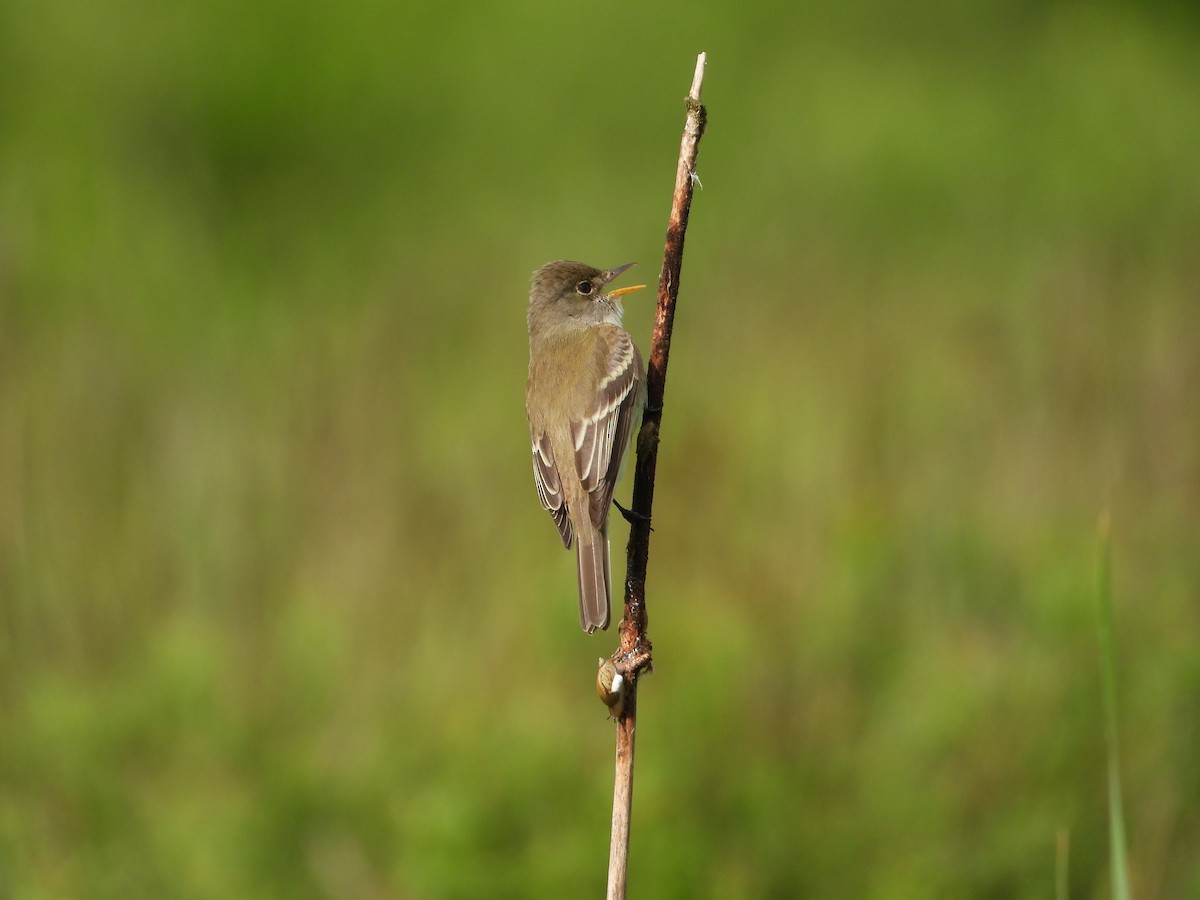 Willow Flycatcher - ML619897775