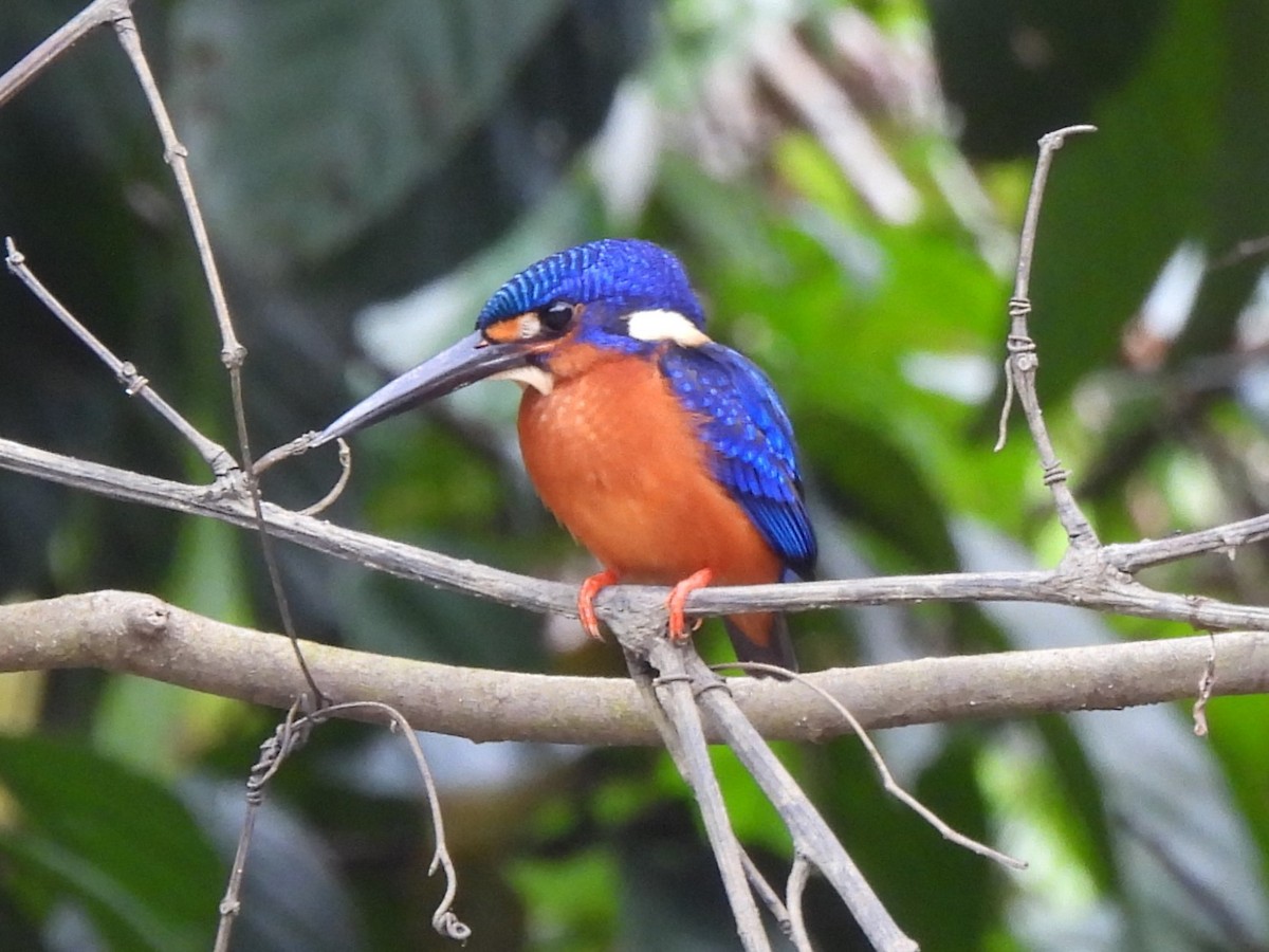 Blue-eared Kingfisher - ML619897781
