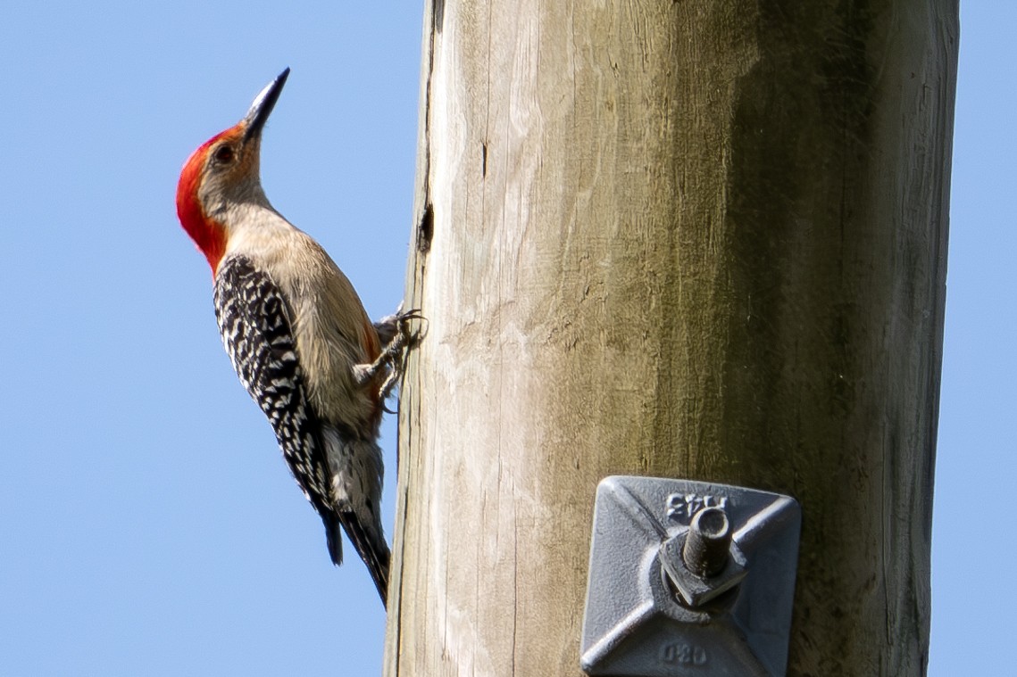 Red-bellied Woodpecker - ML619897795