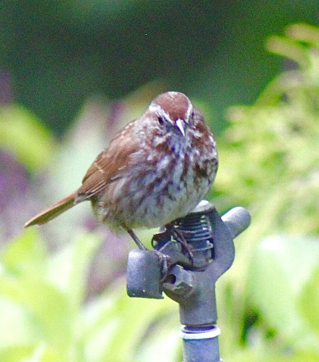 Song Sparrow - ML619897797