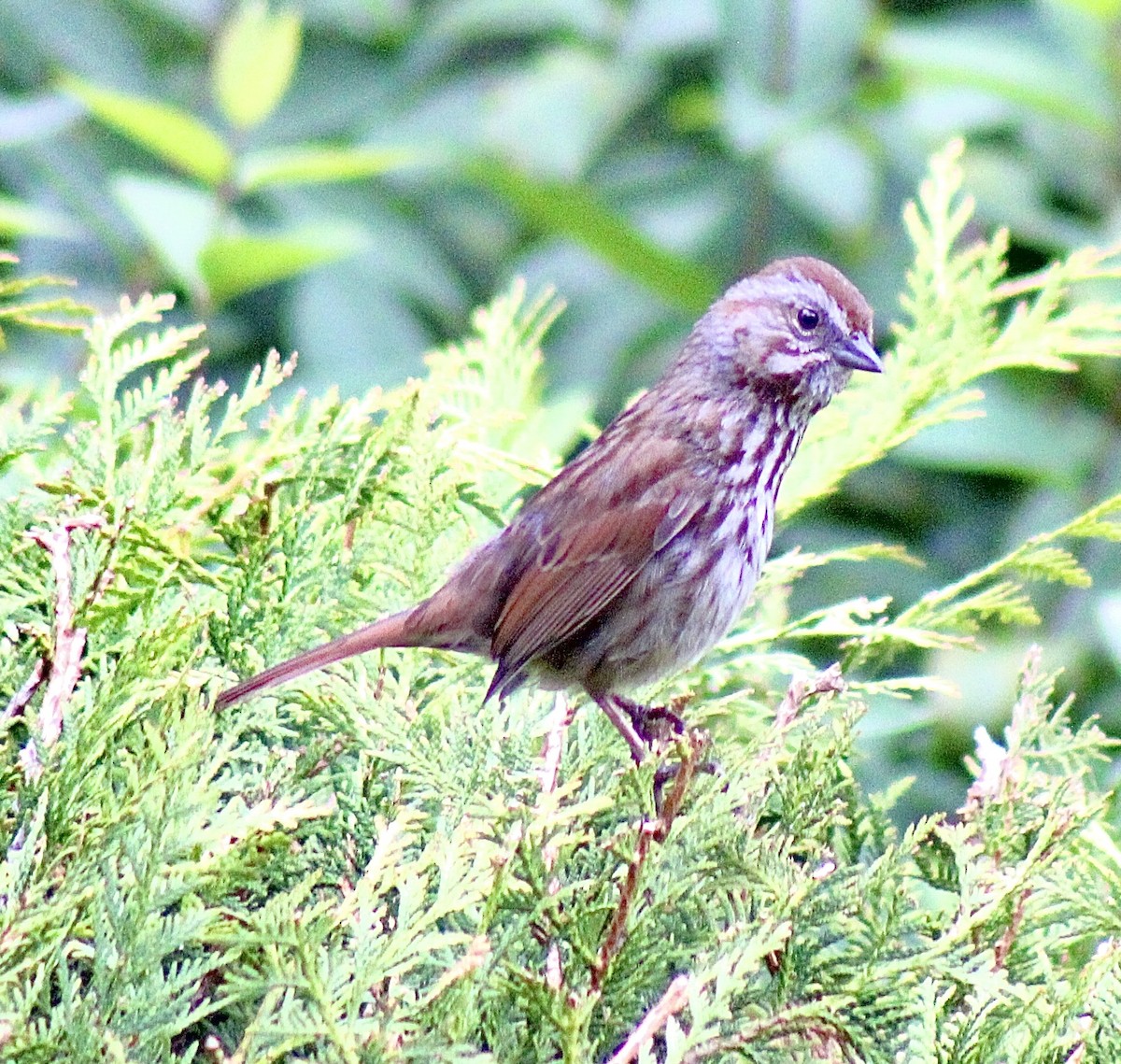 Song Sparrow - ML619897798