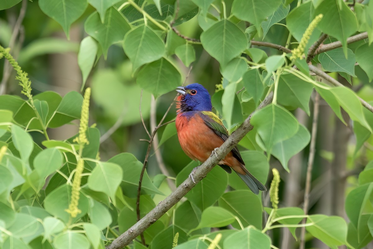 Painted Bunting - ML619897805