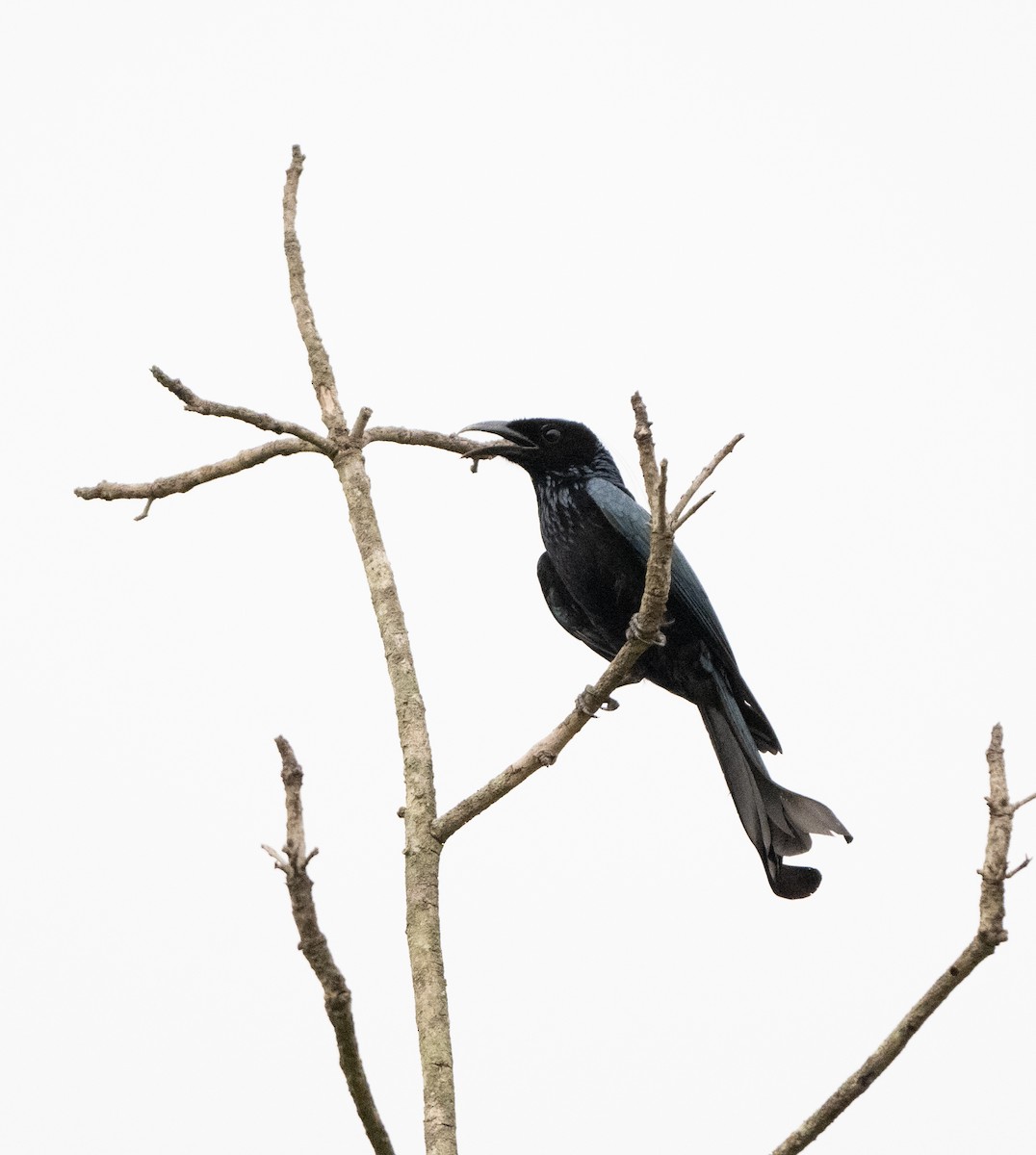 Hair-crested Drongo - ML619897806