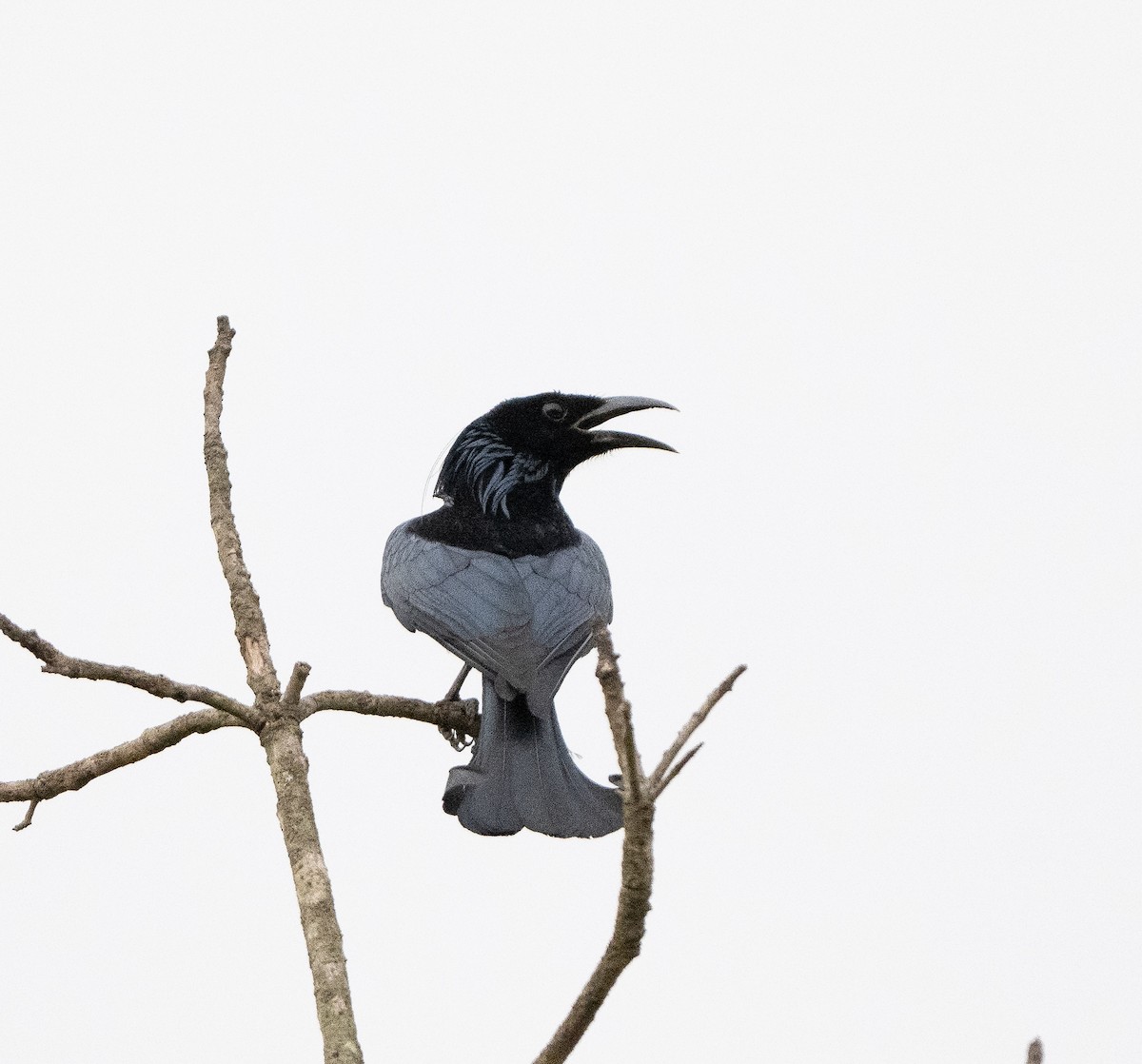 Hair-crested Drongo - ML619897807