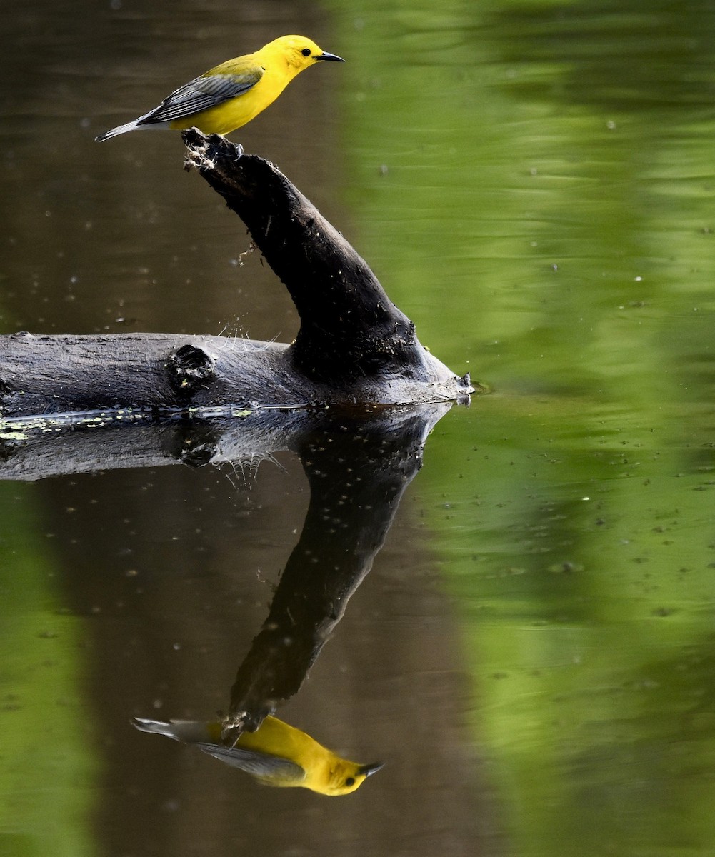 Prothonotary Warbler - ML619897831