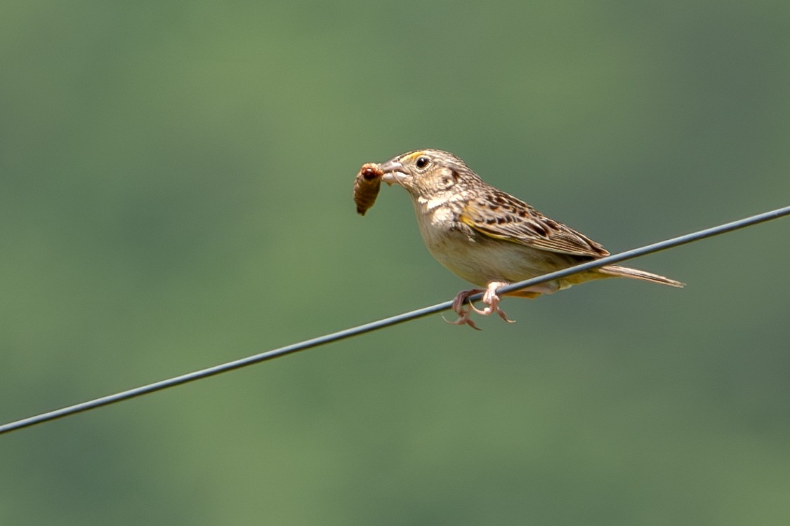 Grasshopper Sparrow - ML619897834