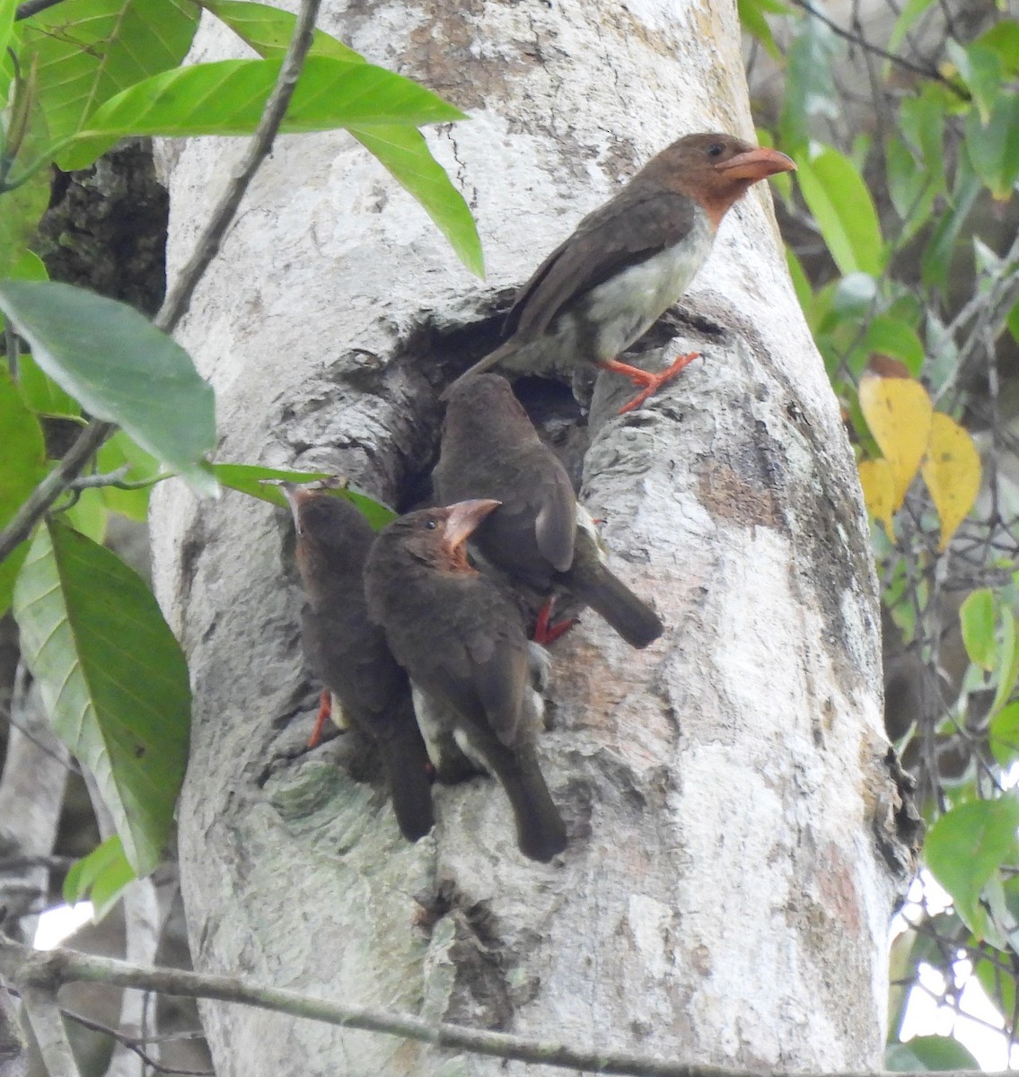 Brown Barbet - ML619897841