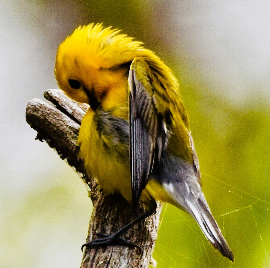 Prothonotary Warbler - ML619897842