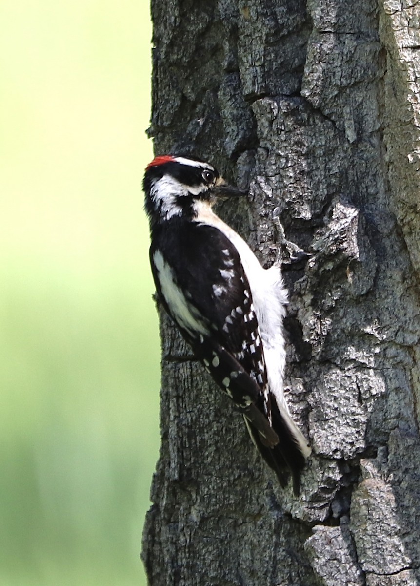 Downy Woodpecker - ML619897851