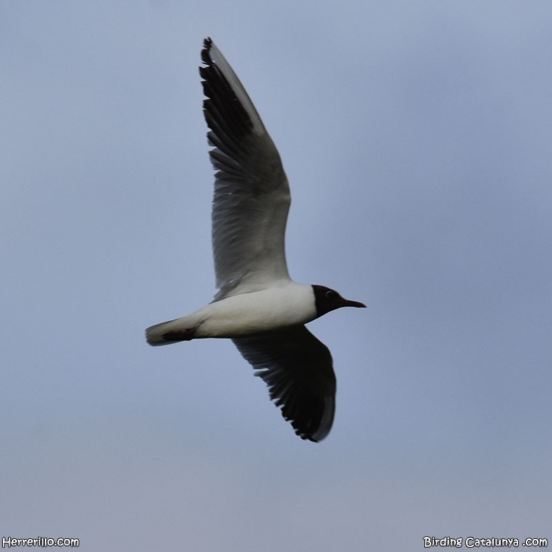 Mouette rieuse - ML619897858