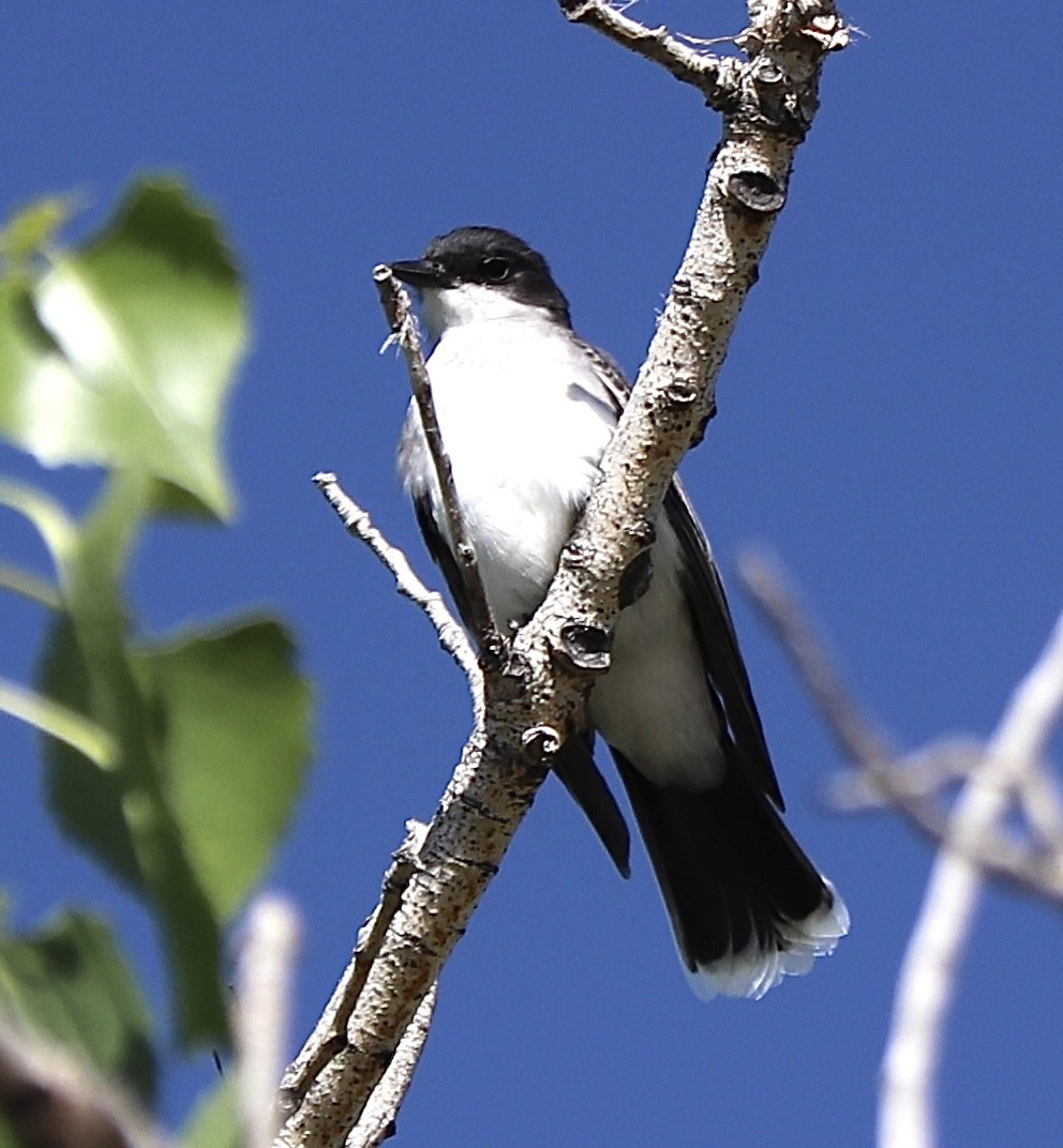 Eastern Kingbird - ML619897861