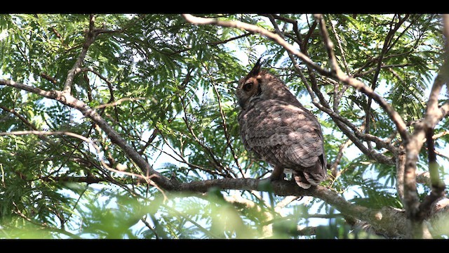 Great Horned Owl - ML619897865