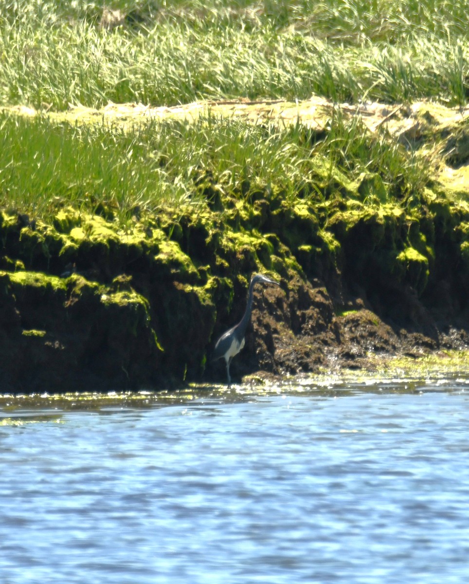 Tricolored Heron - ML619897875