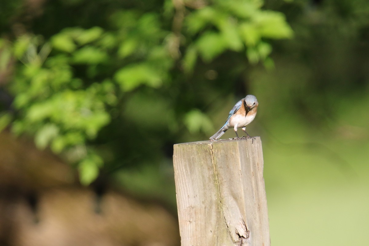 Eastern Bluebird - ML619897877