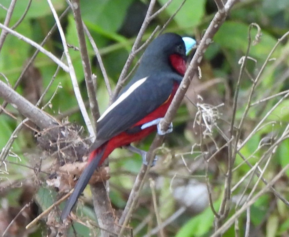 Black-and-red Broadbill - ML619897879